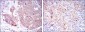 EIF4E Antibody